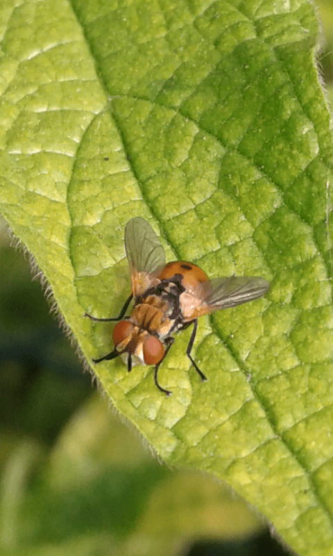 Tachinidae : Gymnosoma sp.? S